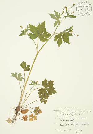  (Ranunculus recurvatus - JAG 0519)  @11 [ ] Copyright (2009) Steven Newmaster University of Guelph BIO Herbarium
