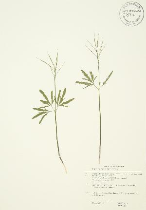  ( - JAG 0526)  @11 [ ] Copyright (2009) Steven Newmaster University of Guelph BIO Herbarium