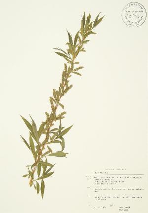  ( - JAG 0528)  @11 [ ] Copyright (2009) Steven Newmaster University of Guelph BIO Herbarium