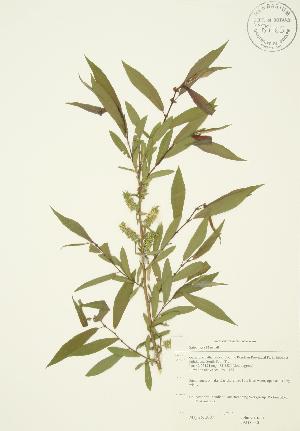  (Salix nigra - JAG 0530)  @11 [ ] Copyright (2009) Steven Newmaster University of Guelph BIO Herbarium