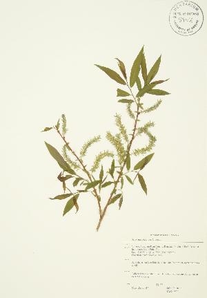  (Salix amygdaloides - JAG 0531)  @11 [ ] Copyright (2009) Steven Newmaster University of Guelph BIO Herbarium