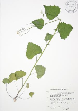  ( - JAG 0479)  @11 [ ] Copyright (2009) Steven Newmaster University of Guelph BIO Herbarium