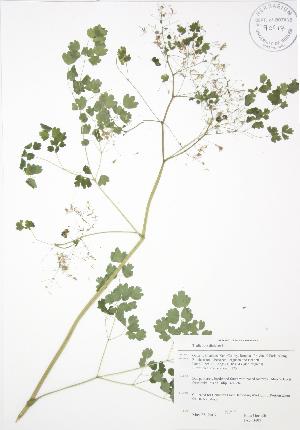  (Thalictrum dioicum - JAG 0497)  @11 [ ] Copyright (2009) Steven Newmaster University of Guelph BIO Herbarium