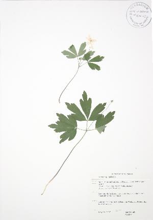  (Anemone quinquifolia - JAG 0535)  @11 [ ] Copyright (2009) Steven Newmaster University of Guelph BIO Herbarium