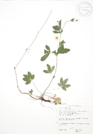  (Potentilla simplex - JAG 0544)  @11 [ ] Copyright (2009) Steven Newmaster University of Guelph BIO Herbarium