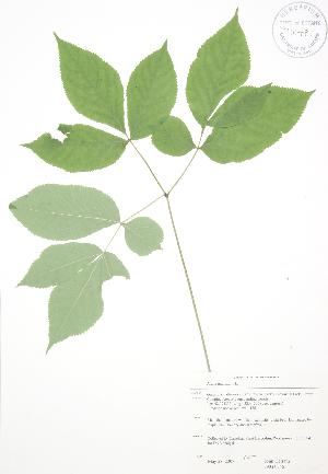  (Aralia nudicaulis - JAG 0545)  @11 [ ] Copyright (2009) Steven Newmaster University of Guelph BIO Herbarium