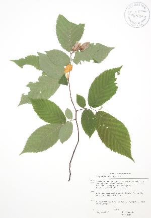 ( - JAG 0546)  @11 [ ] Copyright (2009) Steven Newmaster University of Guelph BIO Herbarium