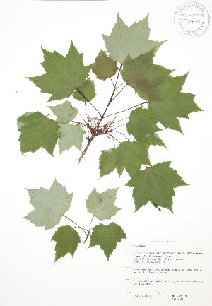  (Acer rubrum - JAG 0547)  @13 [ ] Copyright (2009) Steven Newmaster University of Guelph BIO Herbarium