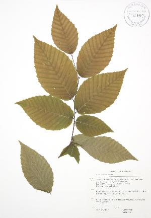  (Fagus grandifolia - JAG 0558)  @11 [ ] Copyright (2009) Steven Newmaster University of Guelph BIO Herbarium
