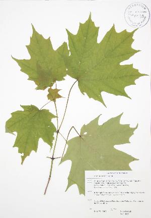  ( - JAG 0559)  @11 [ ] Copyright (2009) Steven Newmaster University of Guelph BIO Herbarium