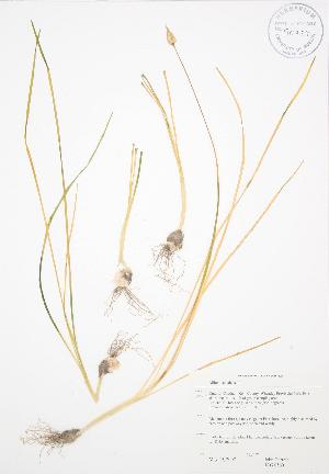  (Allium canadense - JAG 0560)  @11 [ ] Copyright (2009) Steven Newmaster University of Guelph BIO Herbarium