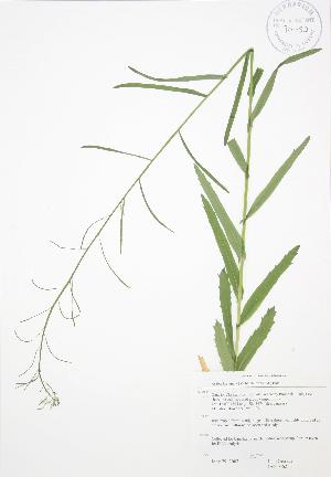  (Arabis laevigata - JAG 0562)  @11 [ ] Copyright (2009) Steven Newmaster University of Guelph BIO Herbarium