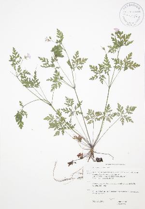  ( - JAG 0566)  @11 [ ] Copyright (2009) Steven Newmaster University of Guelph BIO Herbarium
