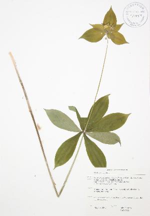  (Medeola virginiana - JAG 0569)  @11 [ ] Copyright (2009) Steven Newmaster University of Guelph BIO Herbarium