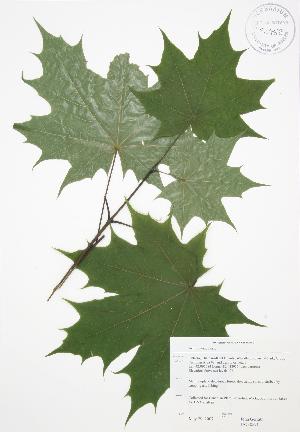  ( - JAG 0571)  @11 [ ] Copyright (2009) Steven Newmaster University of Guelph BIO Herbarium