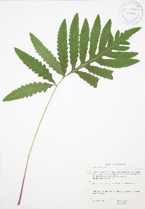  ( - JAG 0579)  @11 [ ] Copyright (2009) Steven Newmaster University of Guelph BIO Herbarium