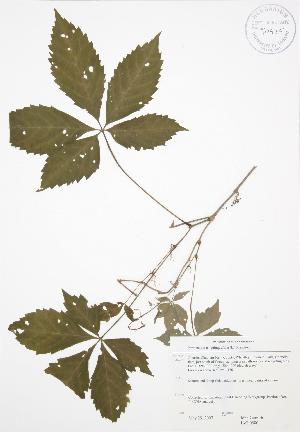  ( - JAG 0580)  @11 [ ] Copyright (2009) Steven Newmaster University of Guelph BIO Herbarium