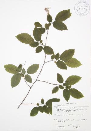  ( - JAG 0581)  @11 [ ] Copyright (2009) Steven Newmaster University of Guelph BIO Herbarium