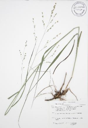  ( - JAG 0753A)  @11 [ ] Copyright (2009) Steven Newmaster University of Guelph BIO Herbarium