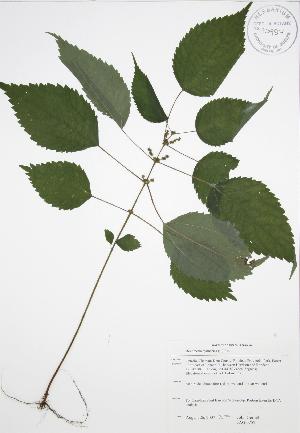  (Boehmeria cylindrica - JAG 0757)  @11 [ ] Copyright (2009) Steven Newmaster University of Guelph BIO Herbarium