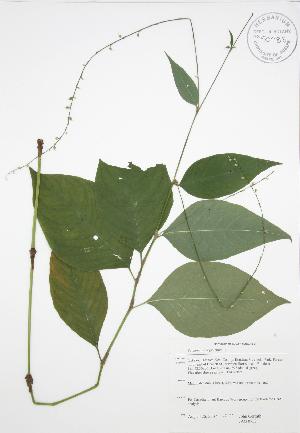  ( - JAG 0758)  @11 [ ] Copyright (2009) Steven Newmaster University of Guelph BIO Herbarium