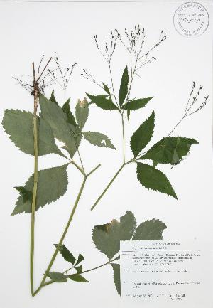  (Cryptotaenia canadensis - JAG 0759)  @11 [ ] Copyright (2009) Steven Newmaster University of Guelph BIO Herbarium
