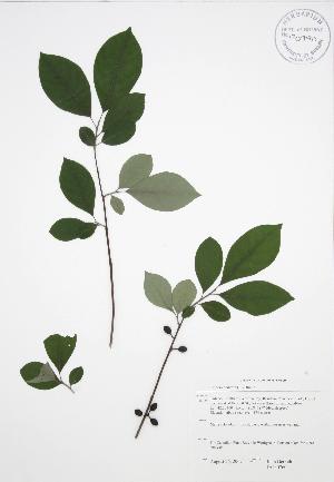  ( - JAG 0760)  @11 [ ] Copyright (2009) Steven Newmaster University of Guelph BIO Herbarium