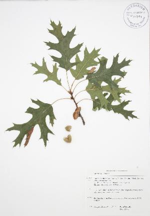  ( - JAG 0782)  @11 [ ] Copyright (2009) Steven Newmaster University of Guelph BIO Herbarium