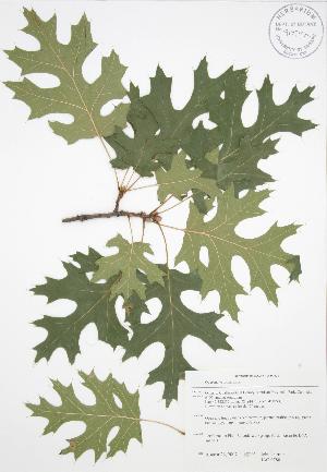  ( - JAG 0780)  @11 [ ] Copyright (2009) Steven Newmaster University of Guelph BIO Herbarium