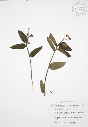  ( - JAG 0779)  @11 [ ] Copyright (2009) Steven Newmaster University of Guelph BIO Herbarium