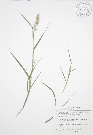  ( - JAG 0776)  @11 [ ] Copyright (2009) Steven Newmaster University of Guelph BIO Herbarium