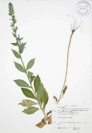  ( - JAG 0774)  @11 [ ] Copyright (2009) Steven Newmaster University of Guelph BIO Herbarium