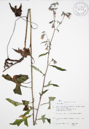 (Prenanthes alba - JAG 0773)  @11 [ ] Copyright (2009) Steven Newmaster University of Guelph BIO Herbarium