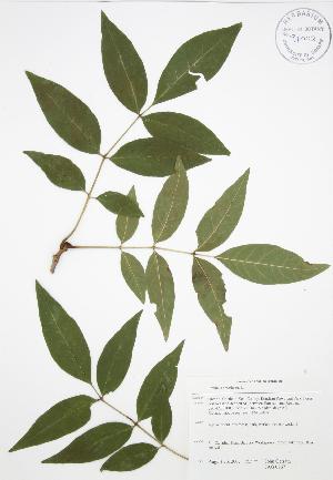 ( - JAG 0767)  @11 [ ] Copyright (2009) Steven Newmaster University of Guelph BIO Herbarium