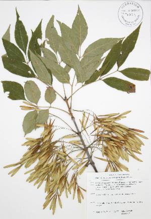  (Fraxinus pennsylvanica - JAG 0765)  @11 [ ] Copyright (2009) Steven Newmaster University of Guelph BIO Herbarium