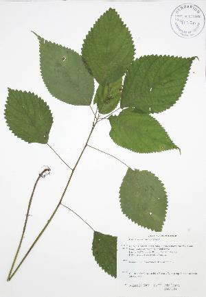  (Laportea canadensis - JAG 0784)  @11 [ ] Copyright (2009) Steven Newmaster University of Guelph BIO Herbarium
