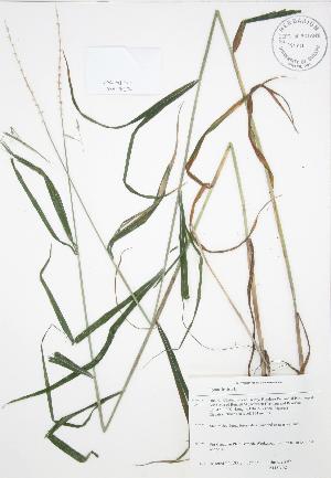  ( - JAG 0762)  @11 [ ] Copyright (2009) Steven Newmaster University of Guelph BIO Herbarium