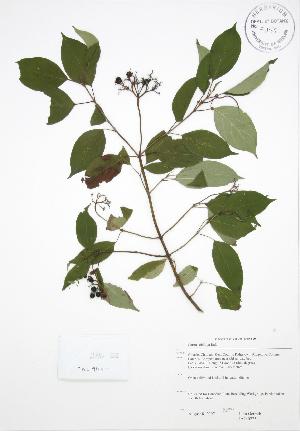 (Cornus obliqua - JAG 0725)  @11 [ ] Copyright (2009) Steven Newmaster University of Guelph BIO Herbarium
