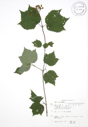  (Viburnum acerifolium - JAG 0798)  @11 [ ] Copyright (2009) Steven Newmaster University of Guelph BIO Herbarium