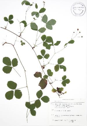  (Rubus hispidus - JAG 0800)  @11 [ ] Copyright (2009) Steven Newmaster University of Guelph BIO Herbarium