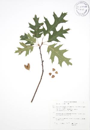  (Quercus ellipsoidalis - JAG 0781)  @11 [ ] Copyright (2009) Steven Newmaster University of Guelph BIO Herbarium
