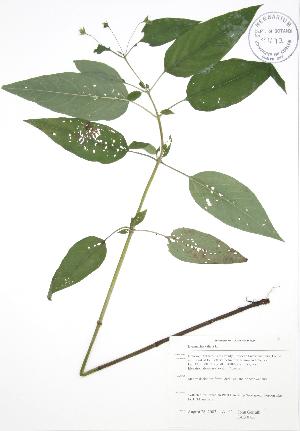  (Lysimachia ciliata - JAG 0756)  @11 [ ] Copyright (2009) Steven Newmaster University of Guelph BIO Herbarium