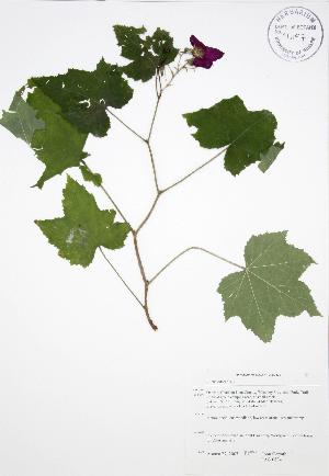 (Rubus odoratus - JAG 0804)  @11 [ ] Copyright (2009) Steven Newmaster University of Guelph BIO Herbarium