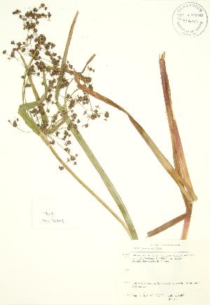  ( - JK 115)  @11 [ ] Copyright (2009) Steven Newmaster University of Guelph BIO Herbarium