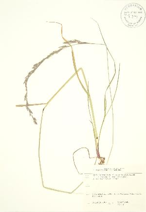  ( - JK 114)  @11 [ ] Copyright (2009) Steven Newmaster University of Guelph BIO Herbarium