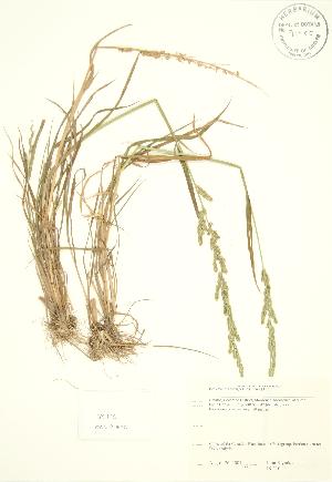  (Beckmannia - JK 110)  @11 [ ] Copyright (2009) Steven Newmaster University of Guelph BIO Herbarium
