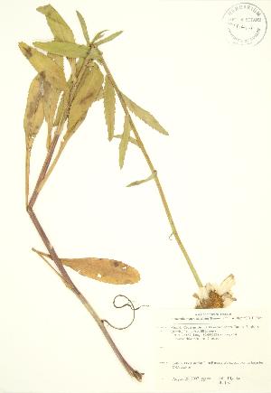  (Leucanthemum x superbum - JK 102)  @11 [ ] Copyright (2009) Steven Newmaster University of Guelph BIO Herbarium