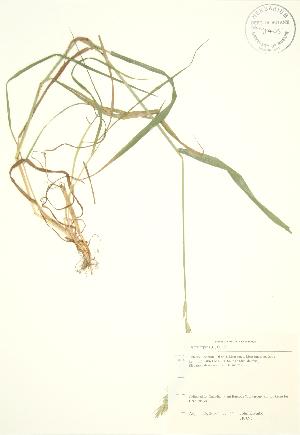  ( - JK 095)  @11 [ ] Copyright (2009) Steven Newmaster University of Guelph BIO Herbarium