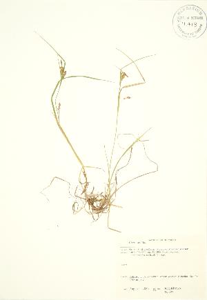  ( - JK 090)  @11 [ ] Copyright (2009) Steven Newmaster University of Guelph BIO Herbarium