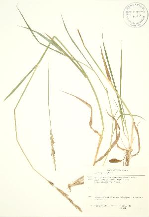  ( - JK 084)  @11 [ ] Copyright (2009) Steven Newmaster University of Guelph BIO Herbarium